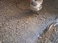 Chickens — zdjęcie 3