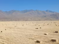 Саман тук сатылат Суусамырдыкы таза жакшы веси салмактуу жакшы саман — รูปภาพ 4