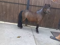 雄馬, Shetland Pony — 写真 2