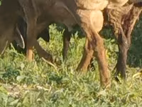 Beran, Arashan sheep — foto 2