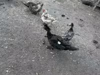 Ducks — 写真 1