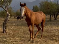 Kůň, Tiger horse — foto 3