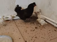 Chickens — zdjęcie 1