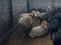 Ovan, Arashan sheep — fotografija 3