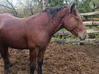 Kuda jantan, Horses — foto 3