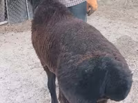 مینڈھا, Tian-Shan semifinewool sheep — تصویر 1