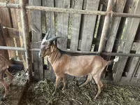 Kozel, Nubian Goat — foto 2