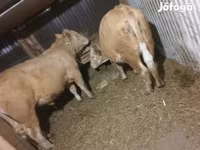 گاو ماده, Simmental cattle — عکس 2