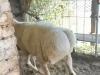 Bélier, Rhon sheep — photo 2