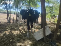 Tyre, Russian Black pied cattle — foto 4
