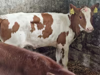 ላም, Cattle — ፎቶ 4