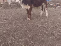گاو نر, Simmental cattle — عکس 3