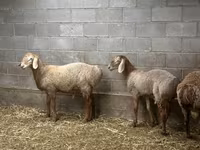 Вівця, Arashan sheep — фото 3