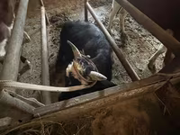 گاو نر, Latvian Blue cattle — عکس 6