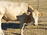 Boğa, Charolais cattle — foto 7