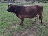 İnek, Sığır — foto 2