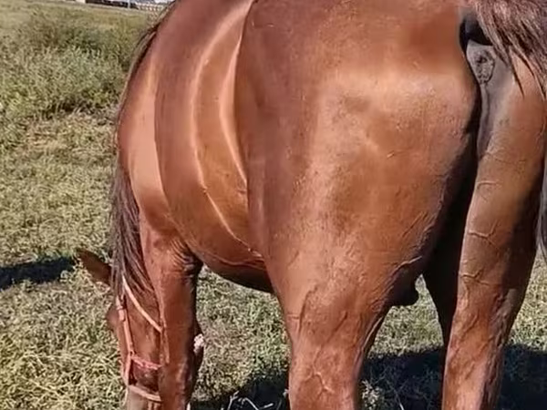 Faras, Thoroughbred horse