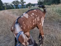 Ziegenbock, Nubian Goat — Foto 5