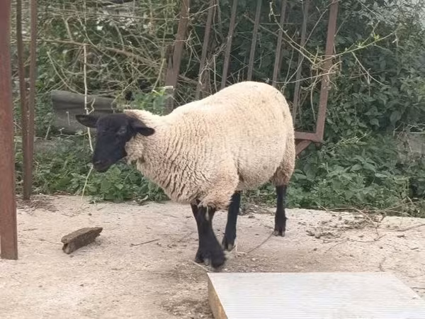 Ram, White Suffolk sheep — Hungary