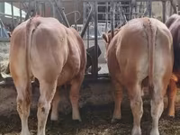 Bull, Limousin cow — photo 3