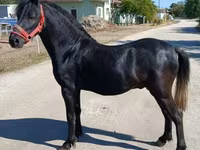 Caballo, Caballos — foto 2