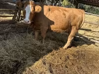 Lembu betina, Simmental cattle — foto 1