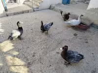 도메스틱 머스코비 — 사진 1