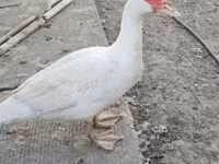Domestic Muscovy — φωτογραφία 4