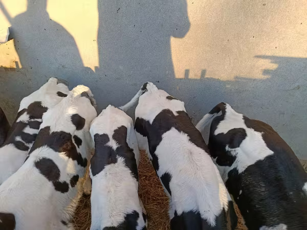 Bull, Holstein breed