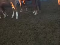 Cavallo, Kazakh horse — foto 1