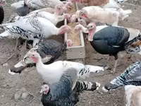 Turkeys — 写真 3