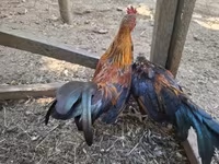 Bantam Jepang — foto 5