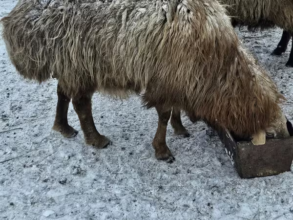 Berbec, Hissar sheep