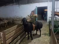 Kambing jantan, Arashan sheep — foto 6