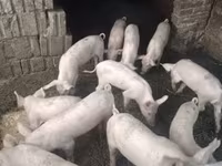 አሳማዎች (ቡድን፣ ጾታ አልተጠቀሰም), Pigs — ፎቶ 1