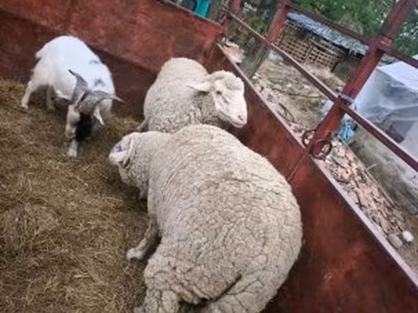 Wad, Sheep