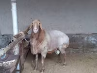 قوچ, Arashan sheep — عکس 1