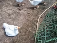 Geese — ፎቶ 1