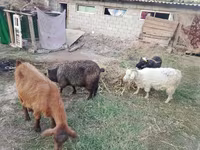 بز ماده, بز — عکس 2