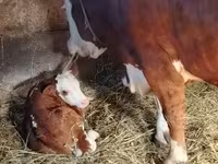 گاو نر, Simmental cattle — عکس 3