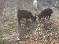 Kambing betina, Goats — foto 4