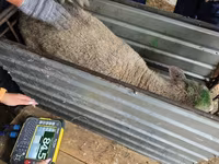 በግ, Kuibyshev sheep — ፎቶ 4