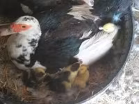 Ducks — عکس 1
