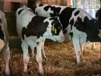 Býk, Russian Black pied cattle — foto 4