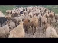 میش, گوسفند — عکس 3