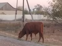 گاو نر, گاو — عکس 4
