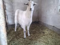 Koza, Alpine goat — fotografija 4