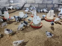 Chickens — รูปภาพ 2