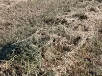 Пресстелген Беде Люцерна сатылат подпокровный арпасын чопко чааб — photo 3
