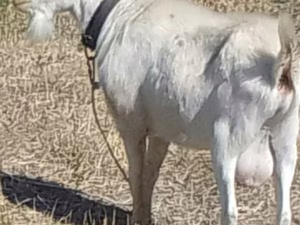 بز نر, Saanen goat